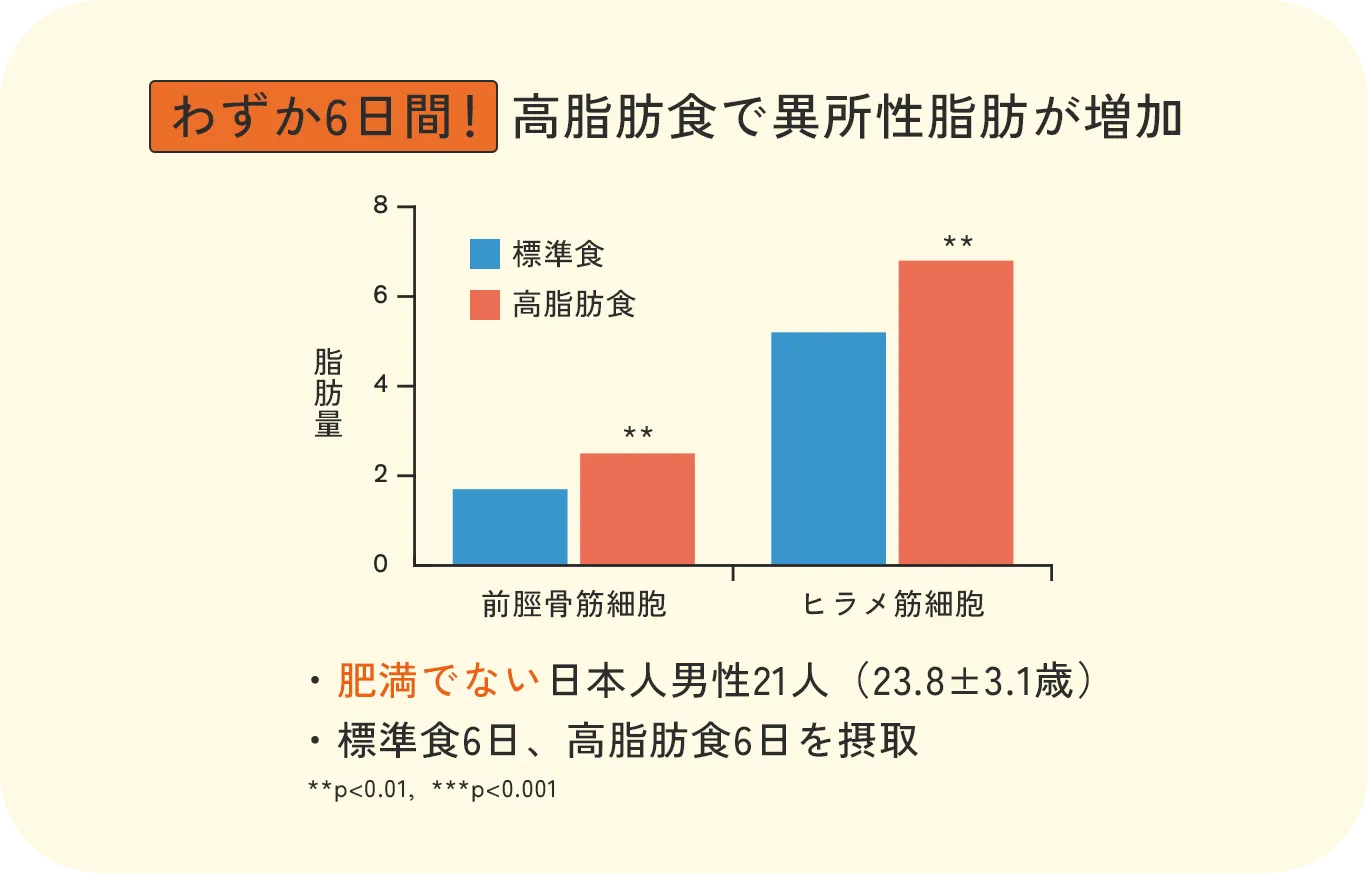 高脂肪食による異所性脂肪増加のグラフ：6日間の高脂肪食摂取で前脛骨筋細胞とヒラメ筋細胞の脂肪量が標準食と比較して有意に増加したことを示すデータ