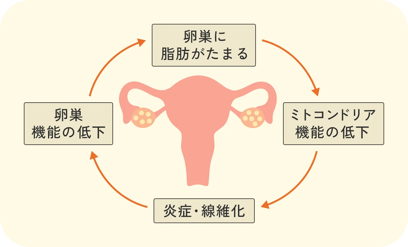 卵巣への脂肪蓄積による悪循環を示す図解：卵巣に脂肪がたまることで卵巣機能低下、ミトコンドリア機能低下、炎症・線維化が相互に影響し合う循環構造