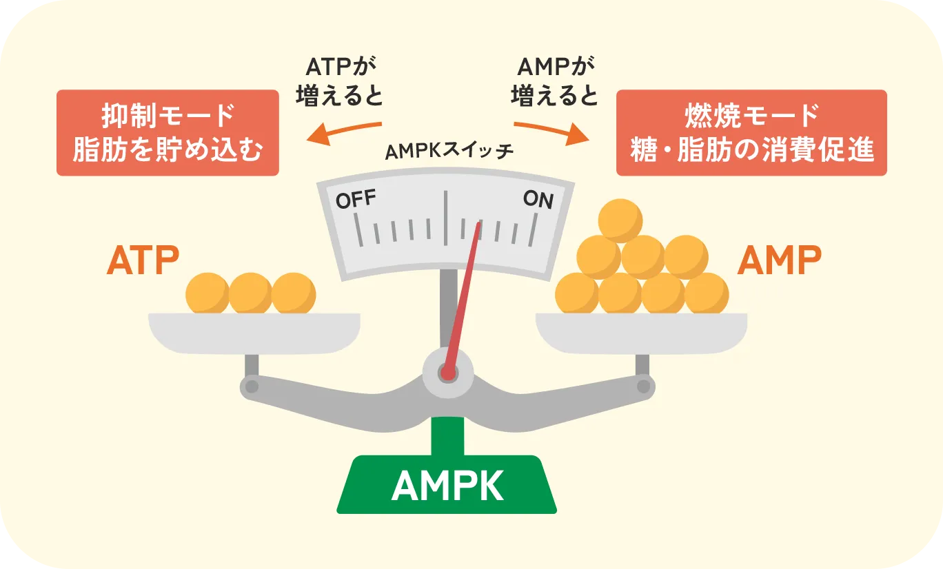 ATPが増えると抑制モードになって脂肪を溜め込む、AMPが増えると燃焼モードになって糖・脂肪の消費促進
