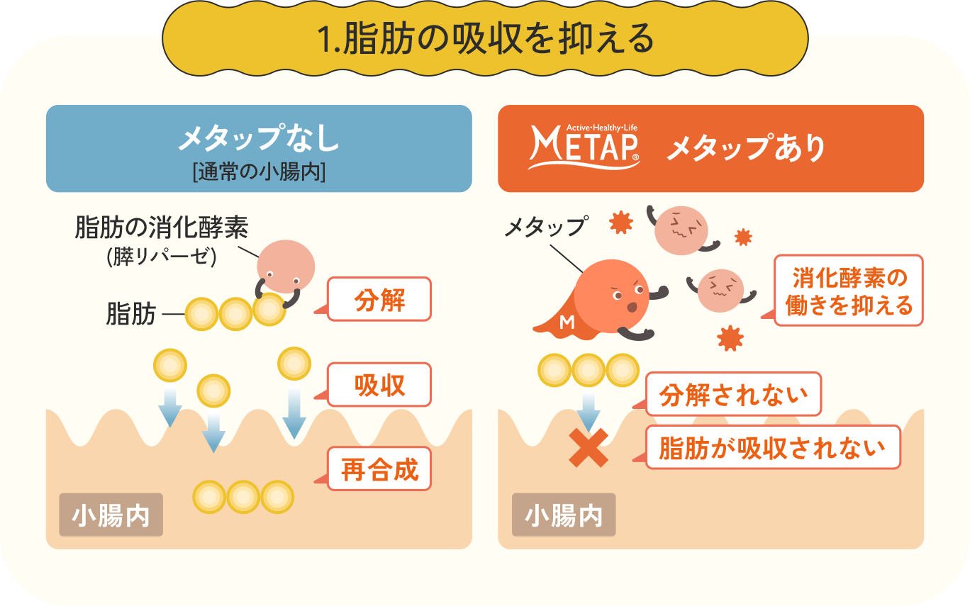 メタップが脂肪の吸収を抑える仕組みの図。左は通常の小腸で脂肪が分解・吸収・再合成される様子、右はメタップありで消化酵素の働きを抑え分解されず脂肪が吸収されない様子を示す