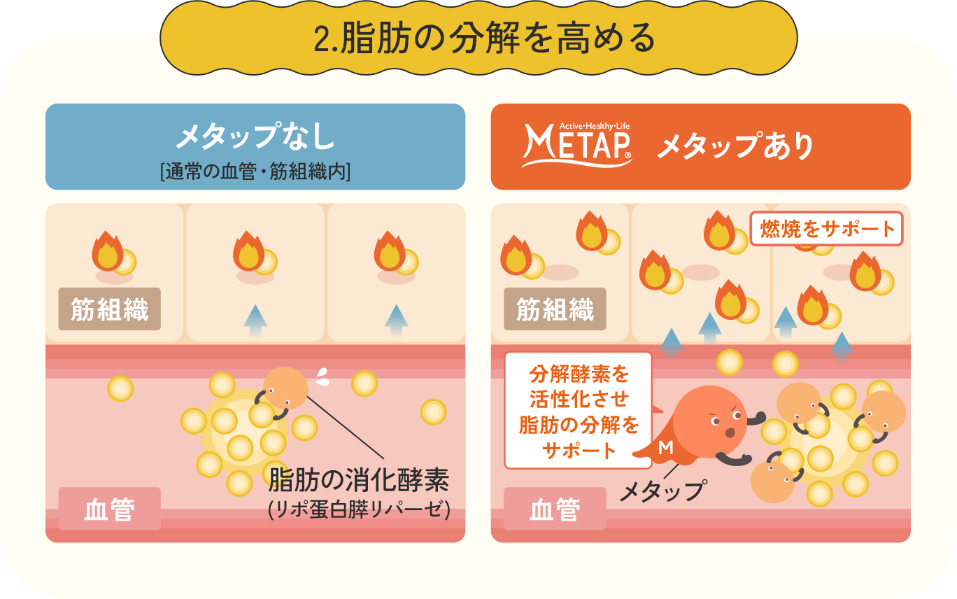 脂肪の分解を高める図。メタップなしとメタップありの比較で、右は分解酵素を活性化して脂肪の分解・燃焼をサポートする様子を示す