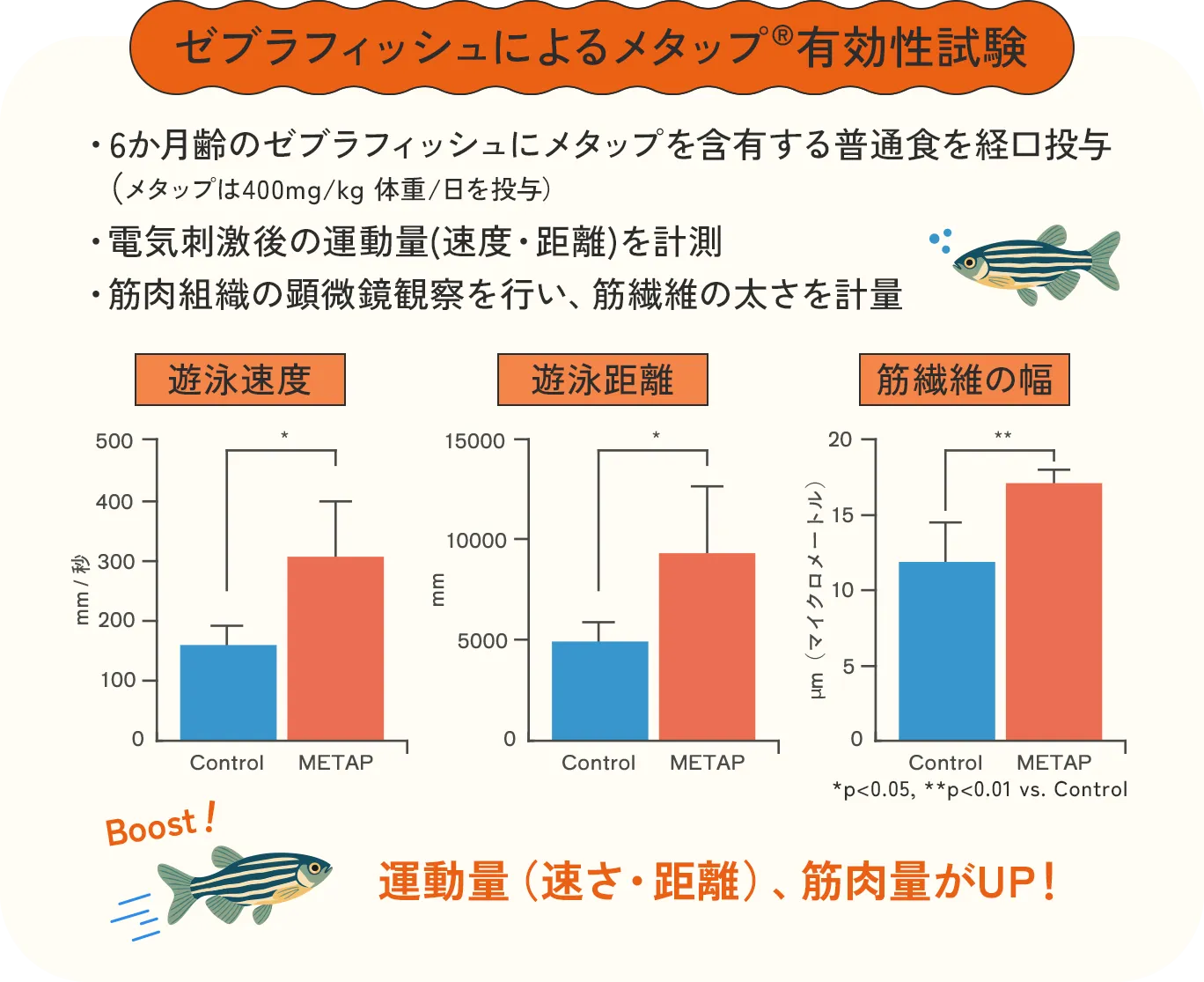 ゼブラフィッシュによるメタップ有効性試験の図。ControlとMETAPを比較し、遊泳速度・遊泳距離・筋繊維の幅が向上していることを示すグラフ。