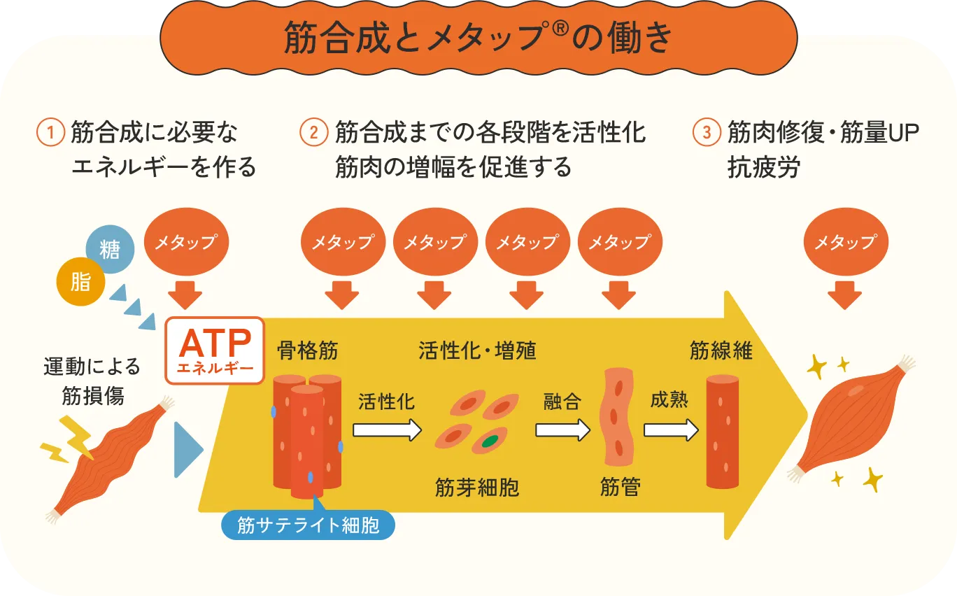 筋合成とメタップの働きの図。