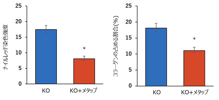メタップ®による卵巣の異所性脂肪蓄積の抑制を介した卵巣機能の改善