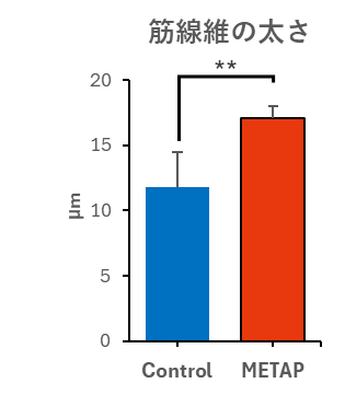 メタップ®の筋肉量増加作用の検討②（フィジカル・パフォーマンス編）